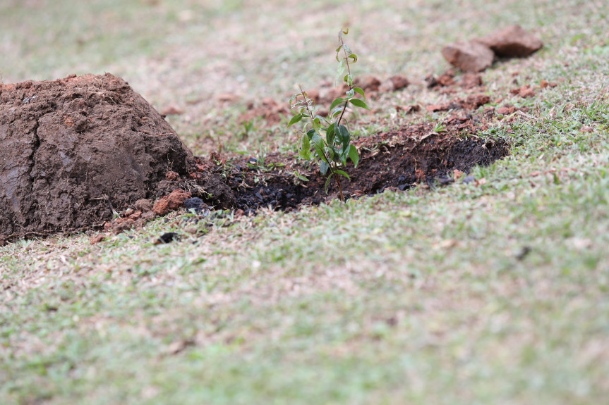 Mudas são plantadas na Assembleia em celebração ao Dia da Árvore