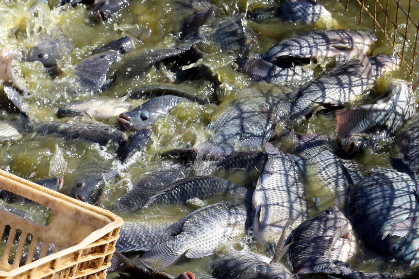 Paraná é líder na produção de tilápia no país. Projeto que tramita na Assembleia quer incluir o peixe na merenda escolar.