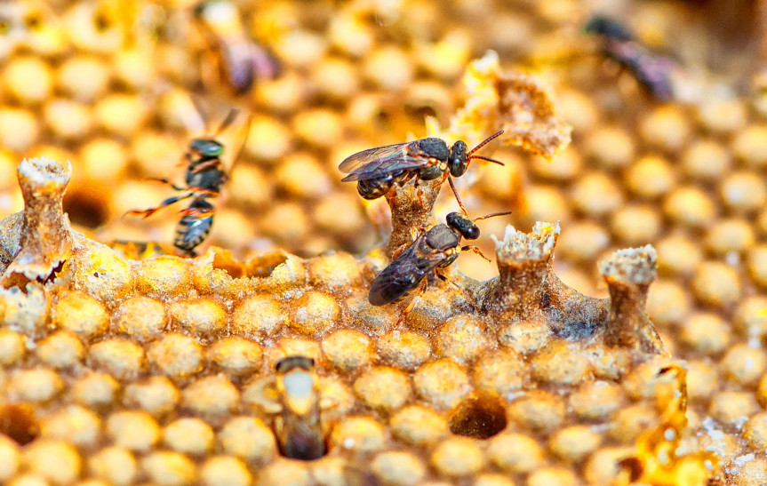 Projeto de lei restringe o uso do fipronil no Paraná com o objetivo de preservar abelhas.