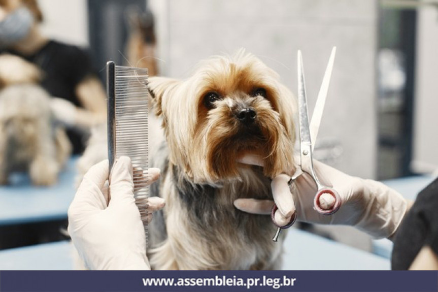 Lei garante ao cliente o direito de acompanhar banho e tosa em petshops