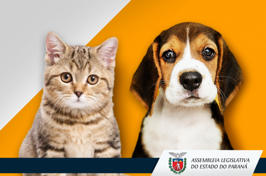 Comissão de Constituição e Justiça (CCJ) realiza sessão na terça-feira (18) e analisa projeto que proíbe venda de animais em site e pet shops.