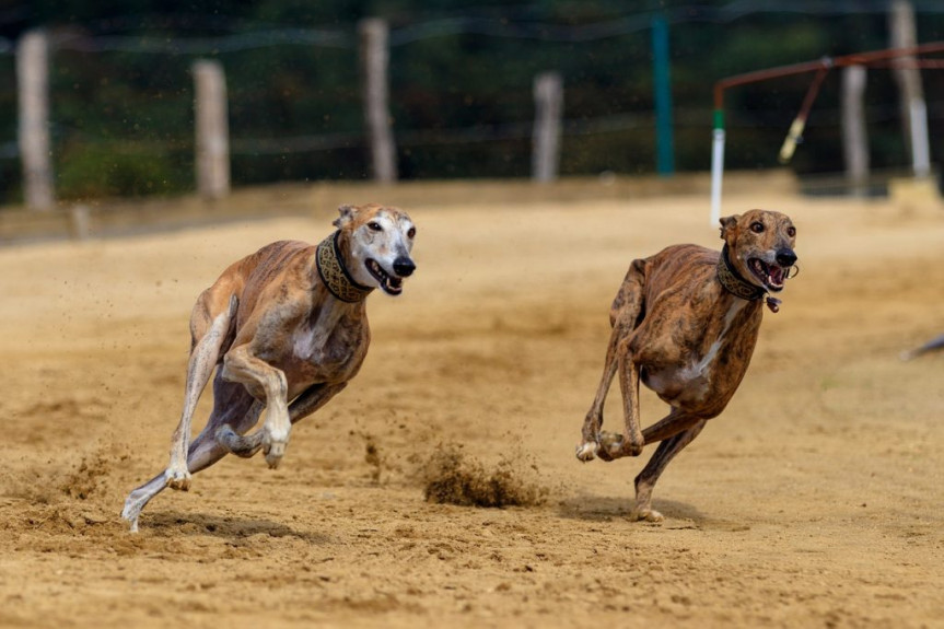 Paraná proíbe a realização de corridas competitivas de cães.
