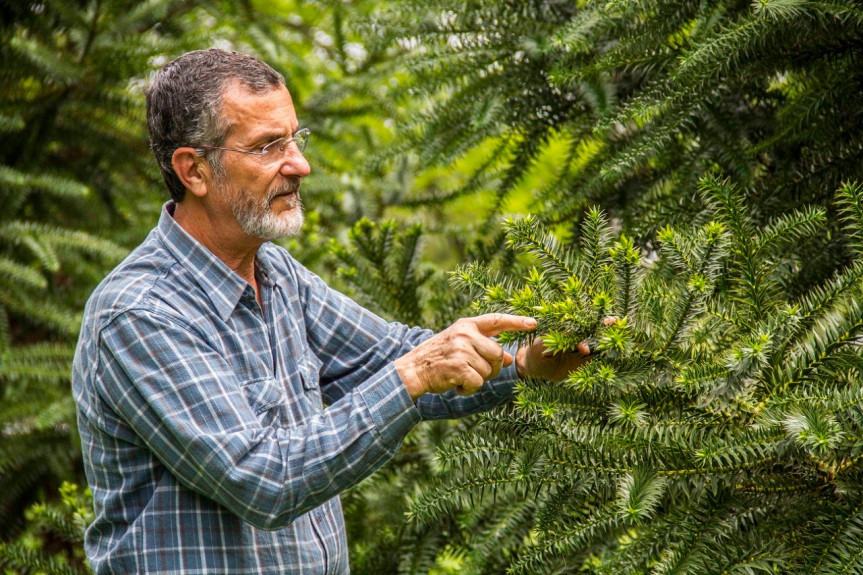 Professor Flávio Zanetti, pesquisador do setor de Ciências Agrárias da Universidade Federal do Paraná (UFPR) e estudioso da Araucaria angustifolia.