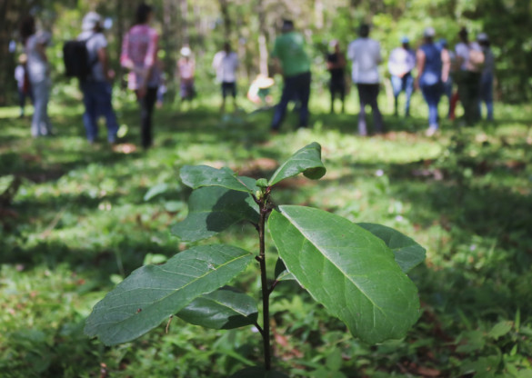 Produção da erva-mate sombreada pode ser reconhecida como Patrimônio Cultural Imaterial do Paraná