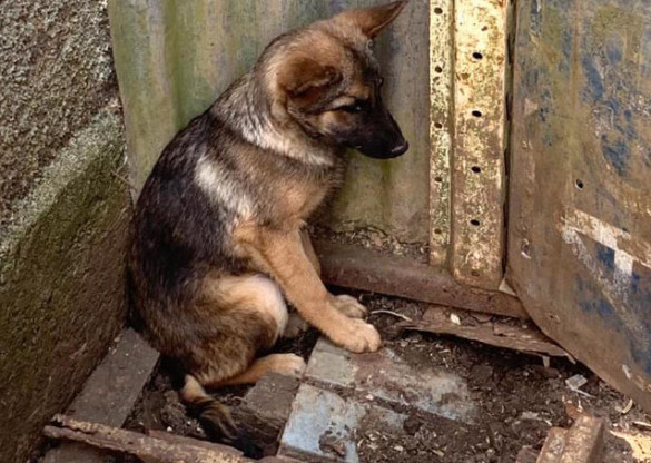 Projeto aumenta punição para maus-tratos de animais
