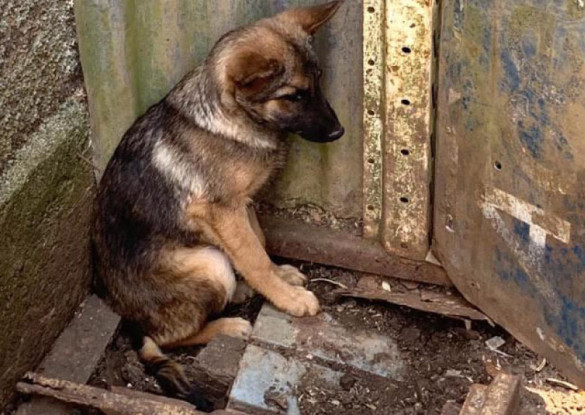 Penalidades mais rígidas para agressores de animais já estão em vigor no Paraná