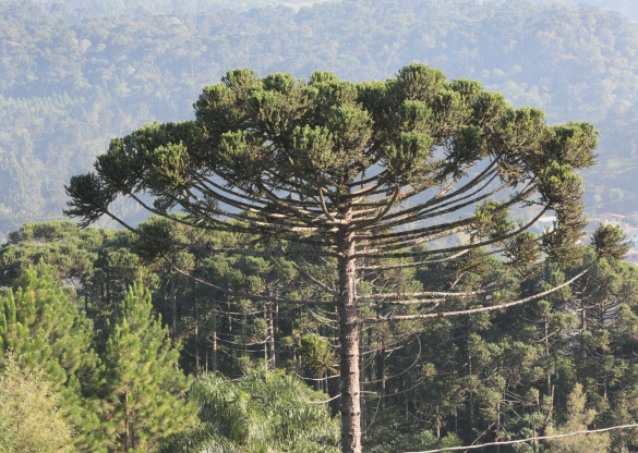 Audiência pública vai debater o manejo da Floresta Ombrófila Mista