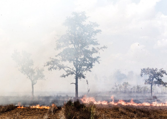 Agosto também é o mês de prevenção e combate aos incêndios e queimadas