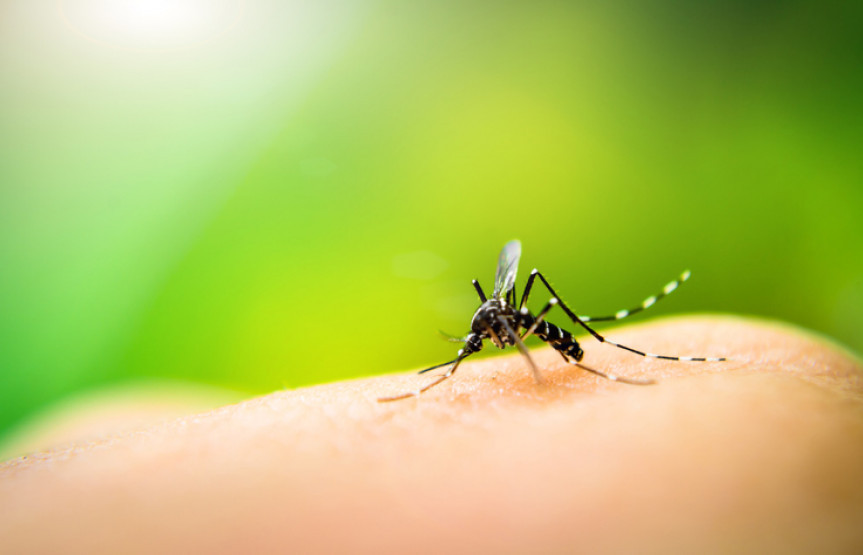 Paraná já regista 114 mil casos de dengue.
