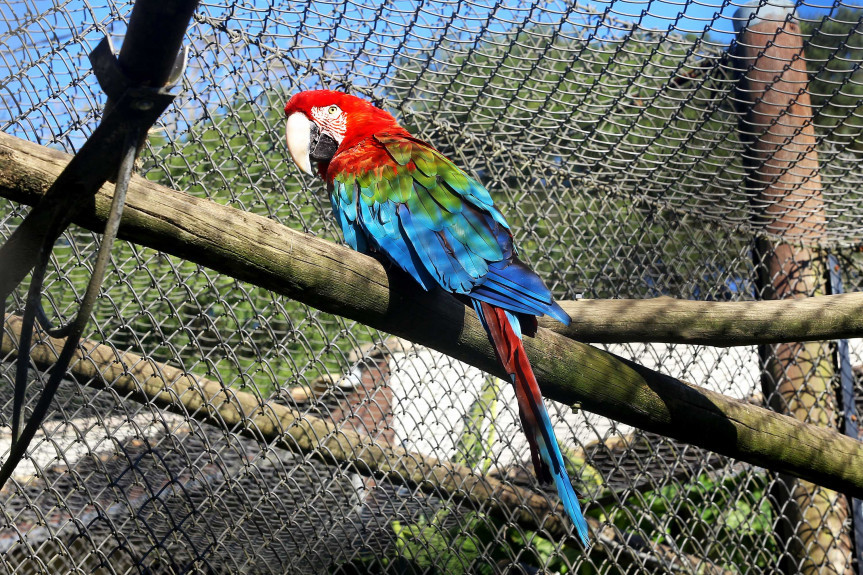 Proposta em tramitação na Assembleia Legislativa quer assegurar a conservação da fauna, combate ao tráfico de animais silvestres, bem-estar animal e desenvolvimento econômico.