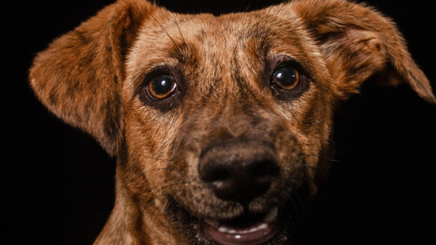 A mostra apresenta imagens de animais resgatados pela ONG Acolha Bicho.