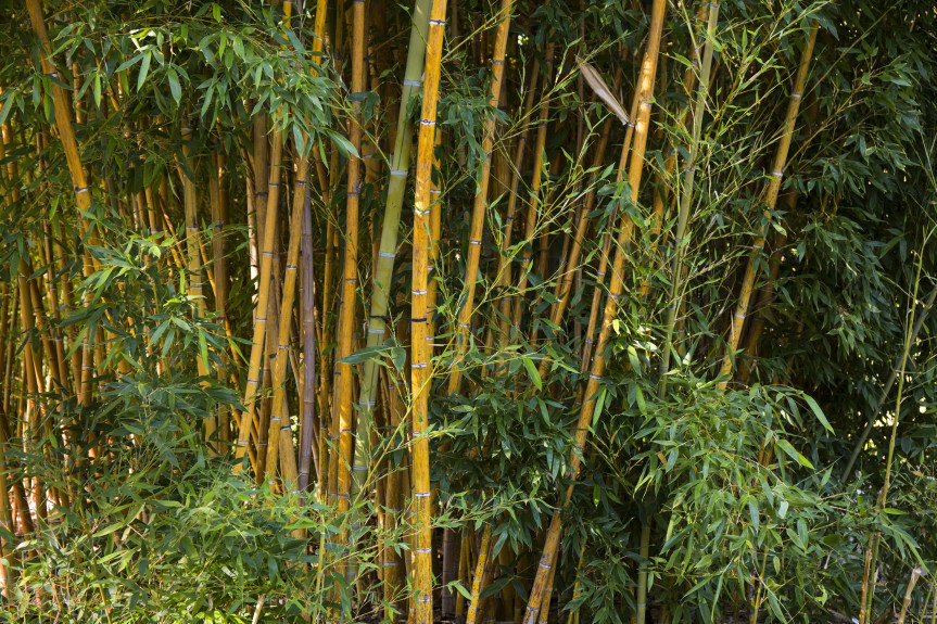 Proposta aprovada na Assembleia Legislativa foi sancionada e visa a disseminação do cultivo agrícola e a valorização do bambu como instrumento de promoção do desenvolvimento socioeconômico sustentável.