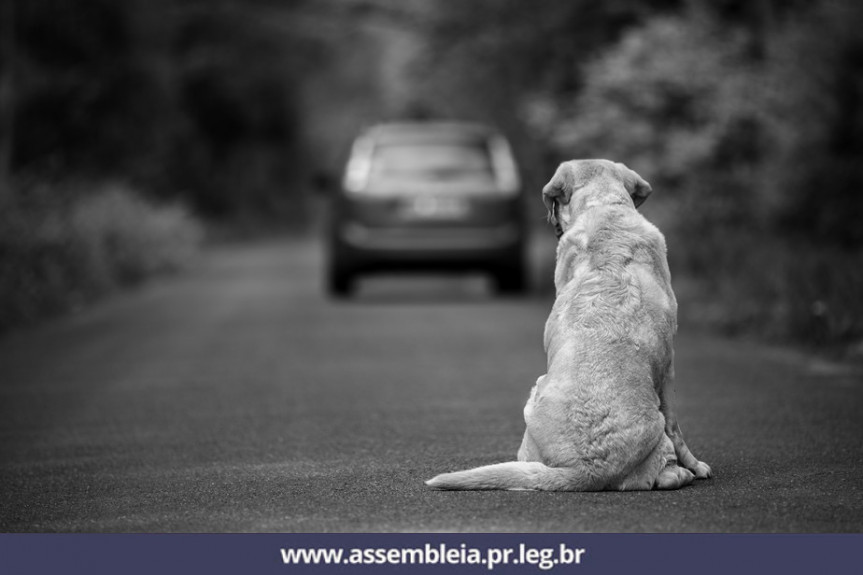 Deputados estaduais aprovaram legislação de combate ao abandono animal e aos maus-tratos e que garantem direitos aos bichinhos e seus tutores.
