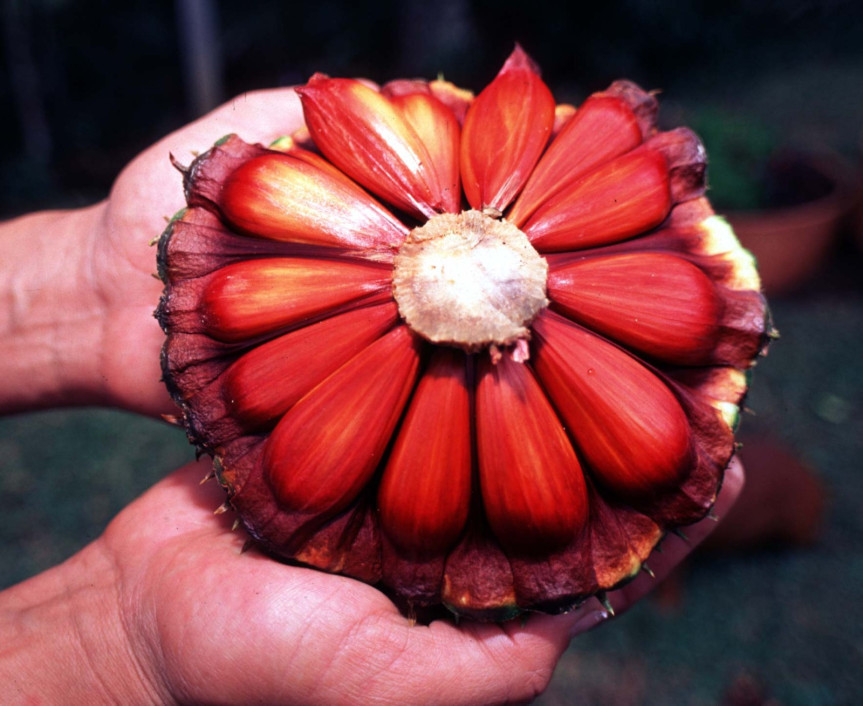 As Araucárias integram a floresta ombrófila mista que antes da colonização ocupava 200.000 Km2, cobrindo 40% do Paraná, 30% de Santa Catarina e 25% do Rio Grande do Sul.