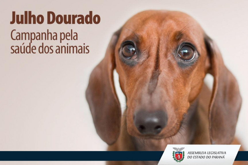 Julho Dourado: Mês de conscientização sobre a saúde de animais de rua e animais domésticos de estimação e a importância da prevenção de zoonoses.