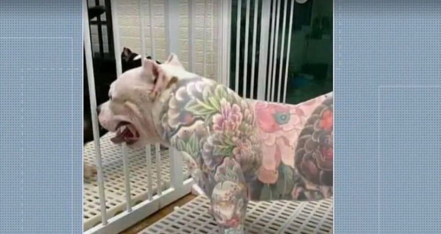 Projeto de lei proíbe tatuagens em animais.