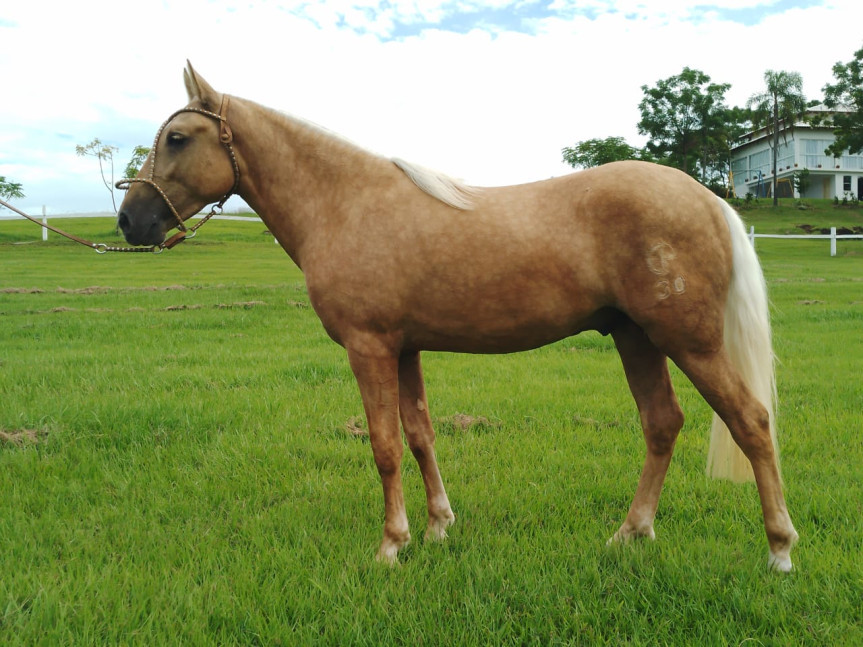 Cavalo Campeiro é considerada a única raça nativa do Paraná e corre risco de extinção.