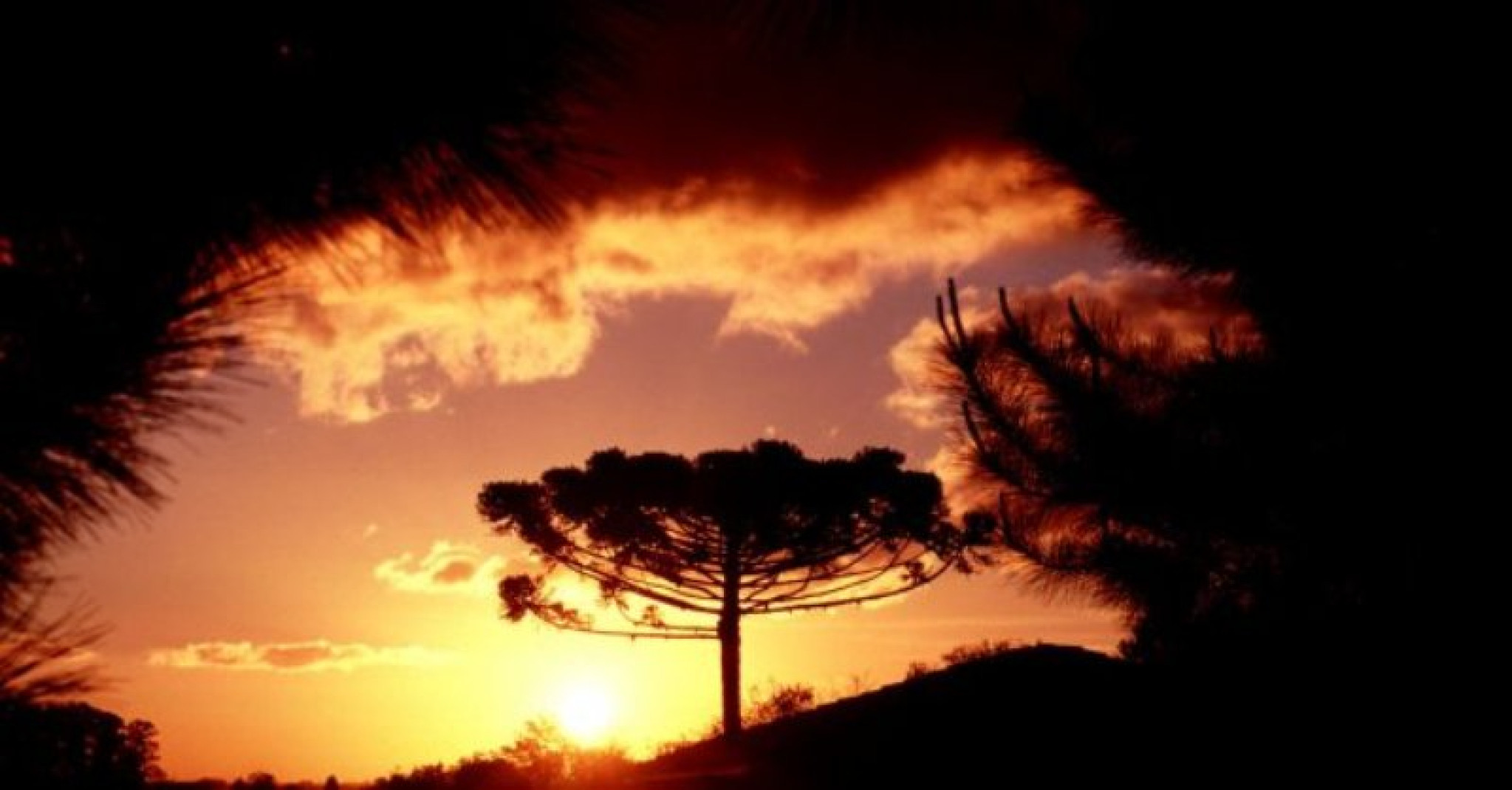 Novo Código Florestal é Analisado Por Deputados Paranaenses