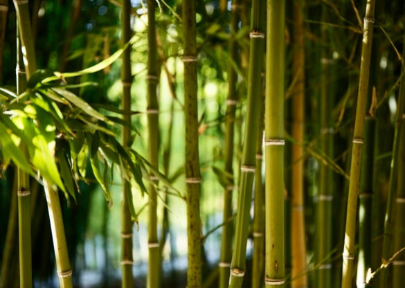 Projeto cria a lei de incentivo à cultura do bambu