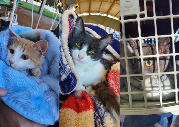 Julho é o mês de cuidados com a saúde dos animais