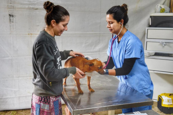 Assembleia promove sessão solene em homenagem ao Dia Estadual do Médico Veterinário