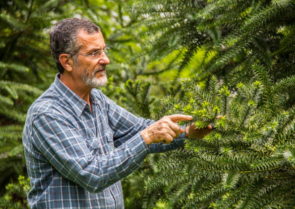 Lei vai salvar as araucárias, diz professor da UFPR