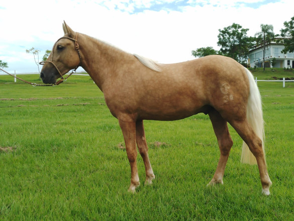Reconhecimento histórico do Cavalo Campeiro é aprovado na CCJ