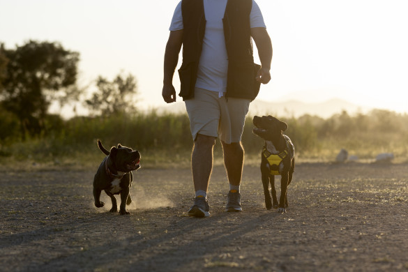Sancionada lei que concede o Título de Utilidade Pública à Sociedade Protetora dos Animais de Reserva