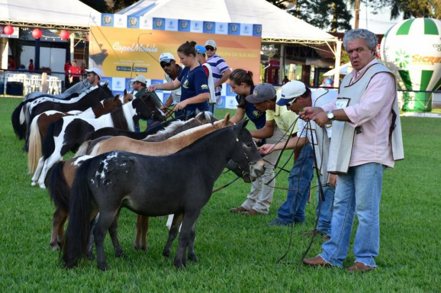 Na ExpoLondrina, os pequenos animais encantam o público e esbanjam qualidade.