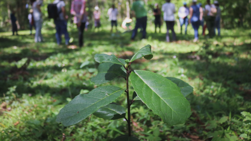 A erva-mate sombreada é cultivada entre outros tipos de vegetação, inclusive em meio à mata nativa.