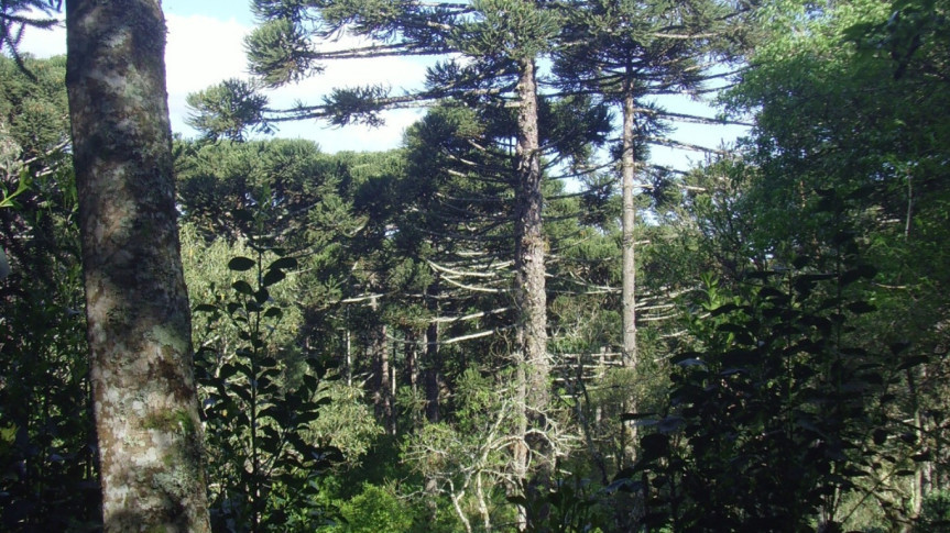 A erva-mate sombreada é cultivada entre outras espécies vegetais, muitas vezes em meio à mata nativa.