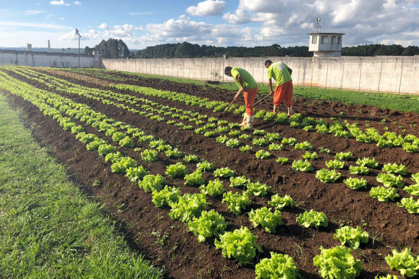 Audiência pública "Paraná Mais Orgânico" acontece na terça-feira (11) a partir das 9 horas no plenarinho.