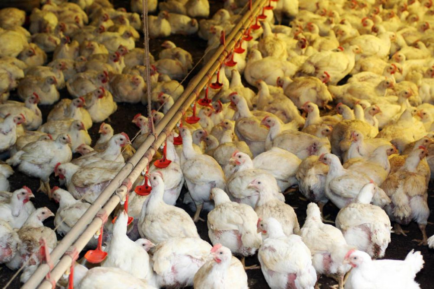 A Tarifa Rural Noturna atende principalmente aos produtores de aves, suínos e pecuária.