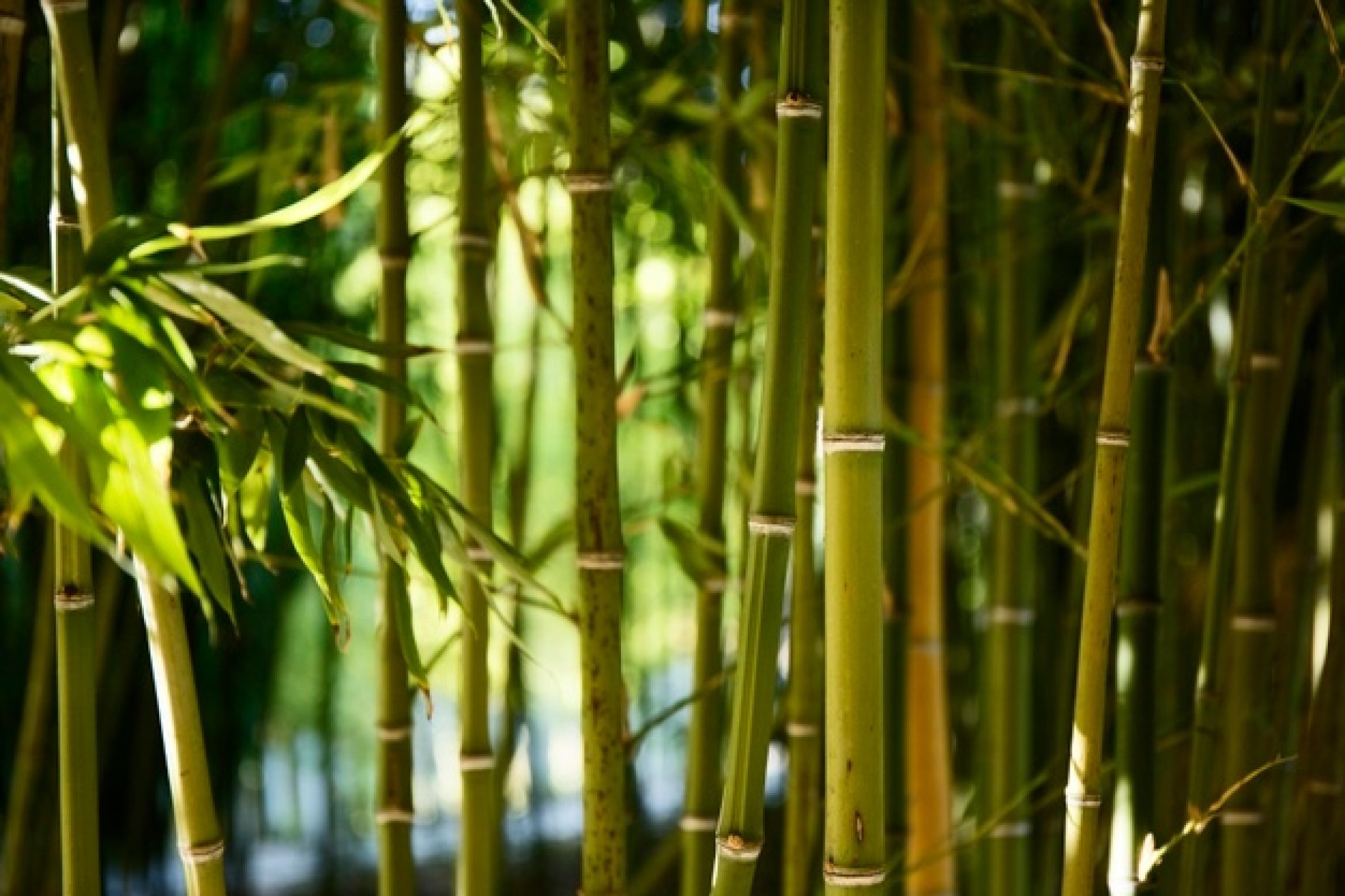 Projeto cria a lei de incentivo à cultura do bambu