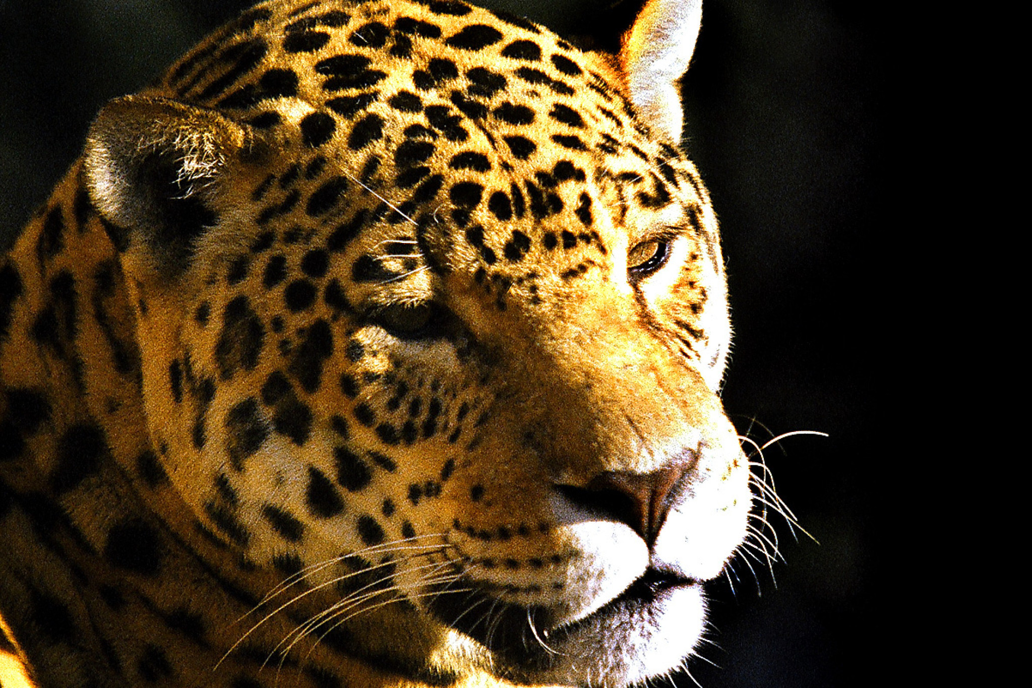 Comissão de Ecologia, Meio Ambiente e Proteção aos Animais promove audiência pública sobre grandes felinos do Paraná