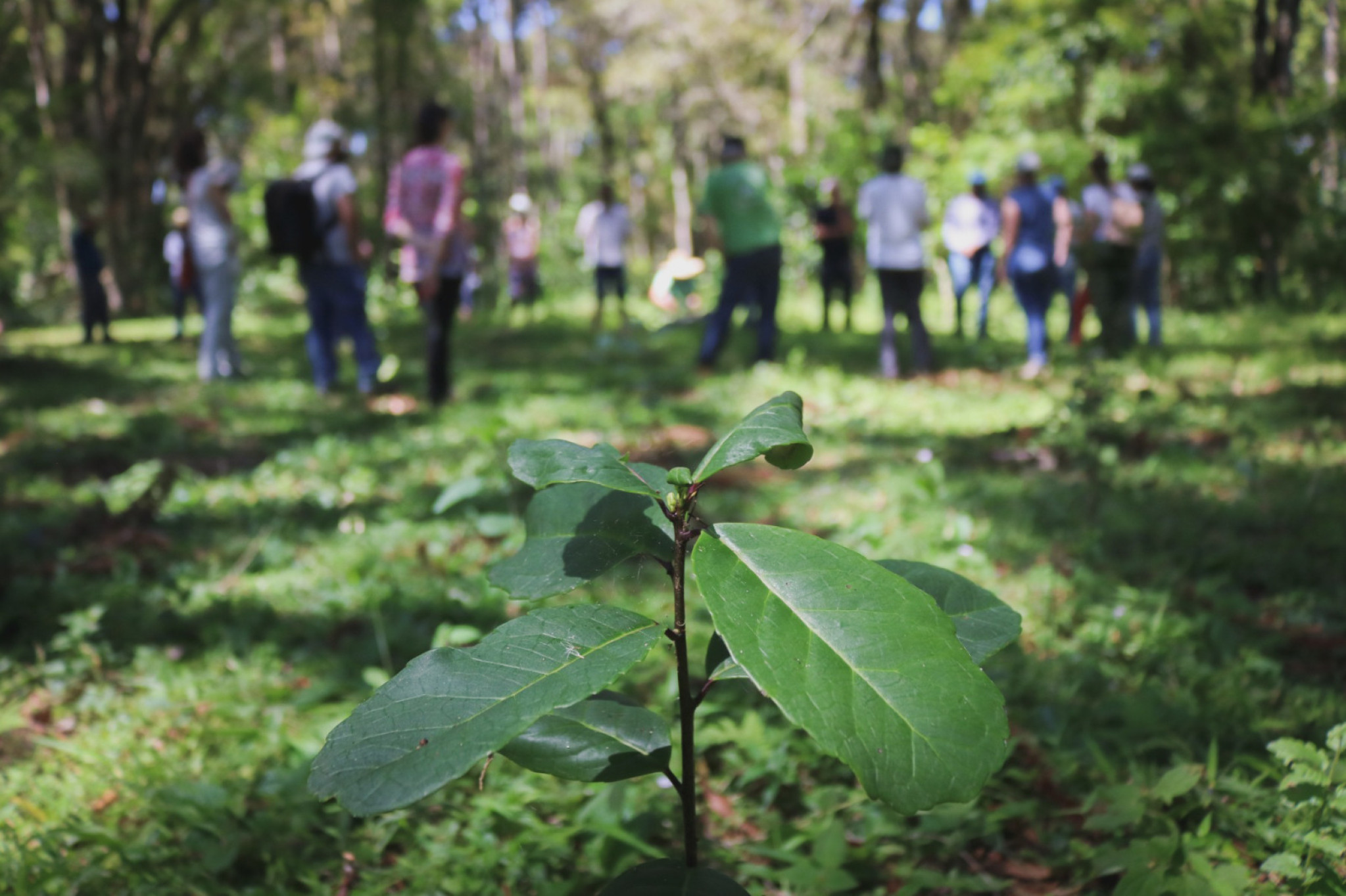 Produção da erva-mate sombreada pode ser reconhecida como Patrimônio Cultural Imaterial do Paraná