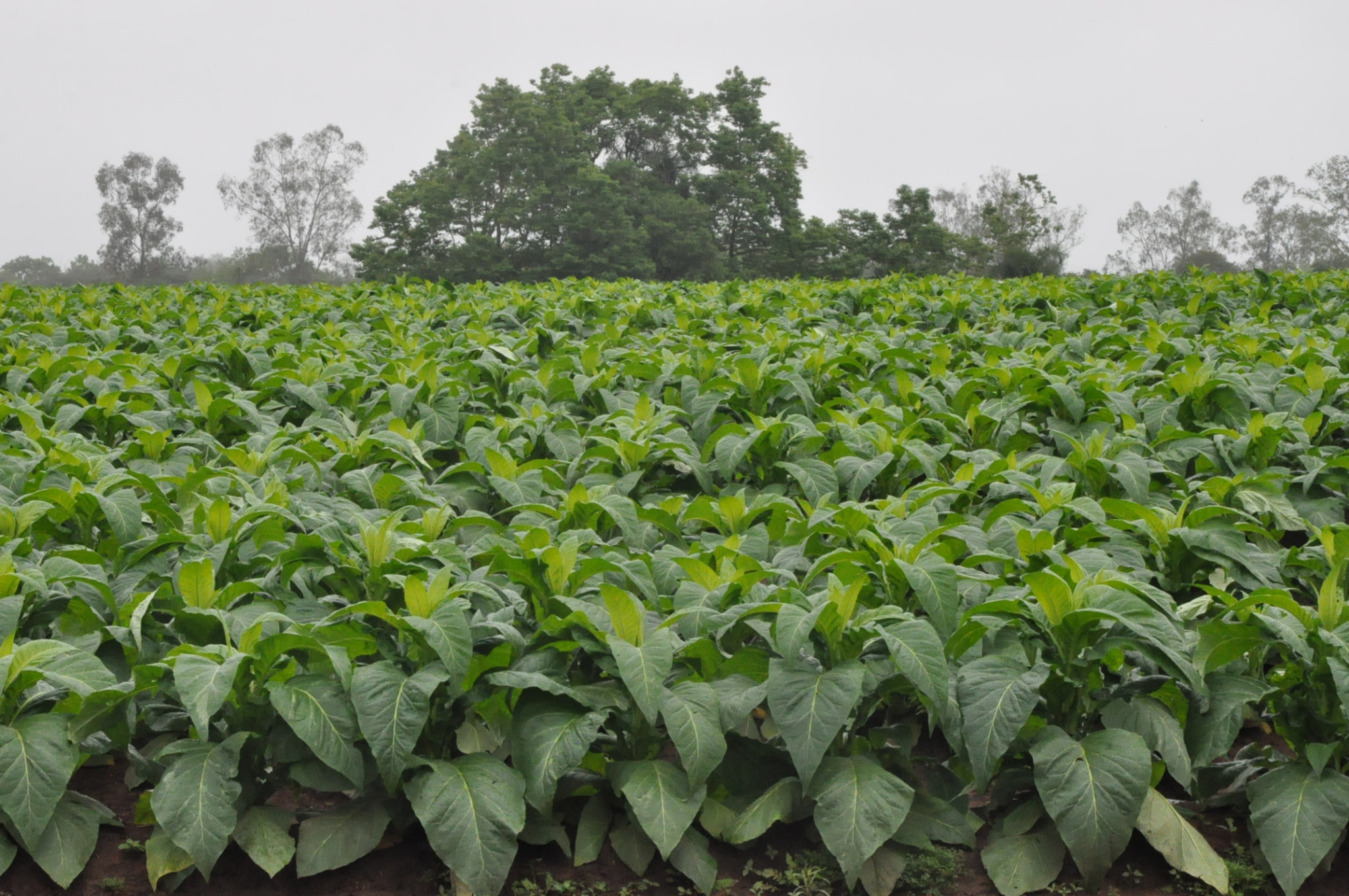 Projeto de lei transfere local de classificação da produção de fumo