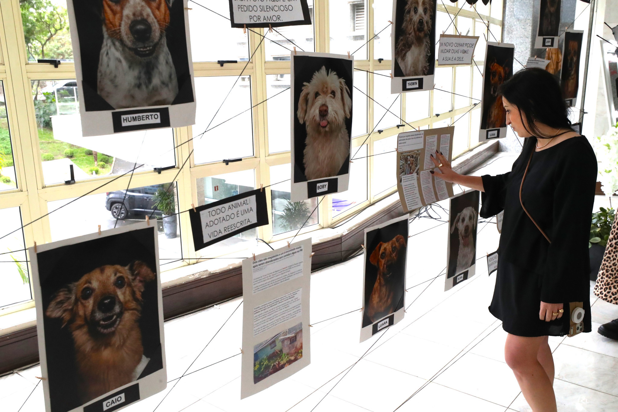 Cães abandonados e poder da adoção são retratados em exposição realizada pela Assembleia Legislativa do Paraná