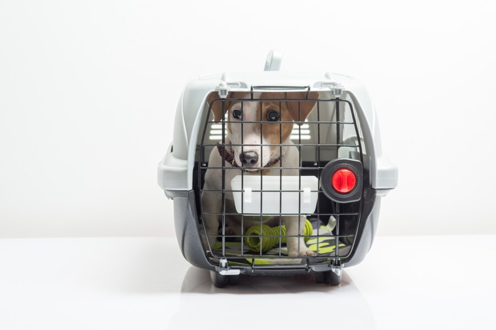 Projeto do deputado Guerra permite o transporte de animais em ônibus coletivo intermunicipal