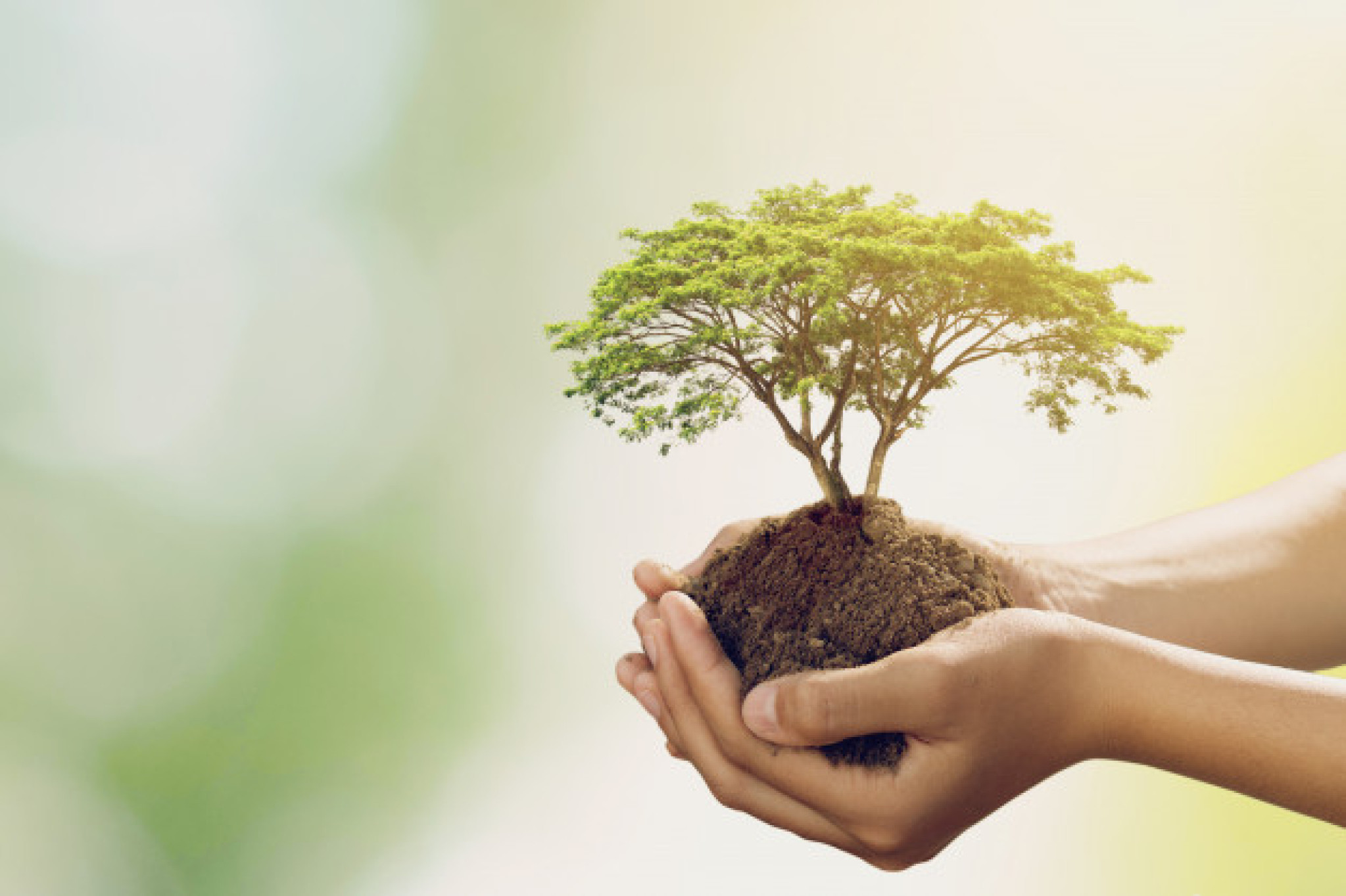 Promoção da preservação do meio ambiente é reforçada durante o mês de junho
