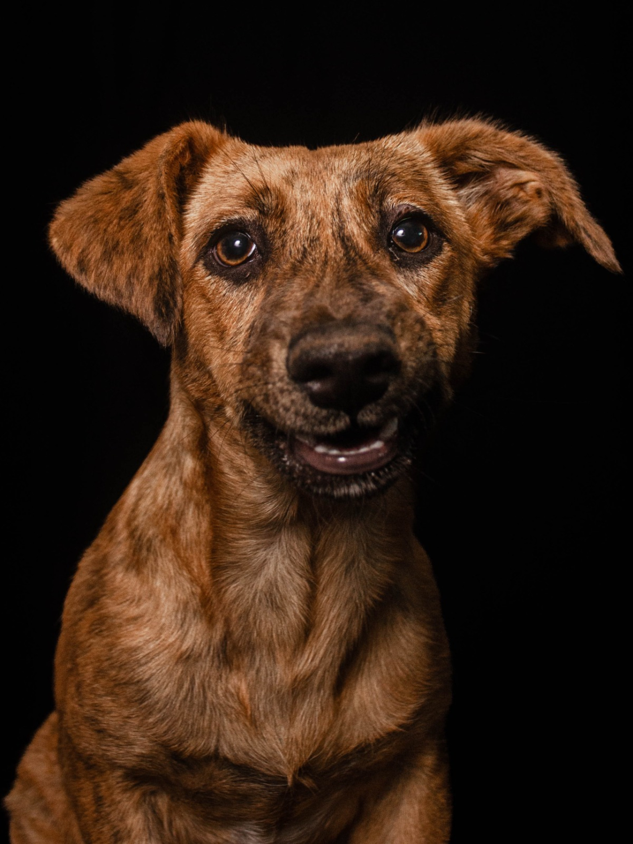 Assembleia Legislativa recebe exposição “Olhares que Adotam”, que une arte e conscientização sobre a causa animal