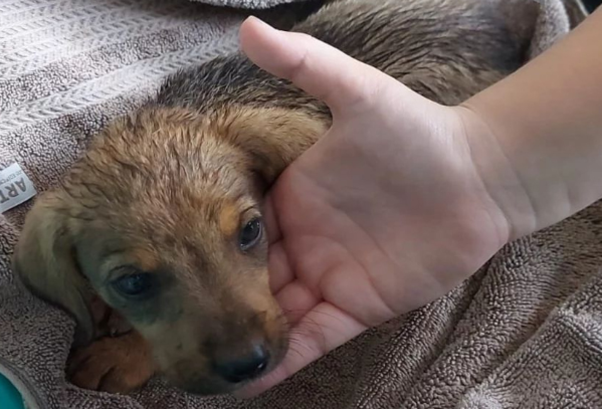Paraná reconhece utilidade pública da entidade de proteção aos animais de Imbituva