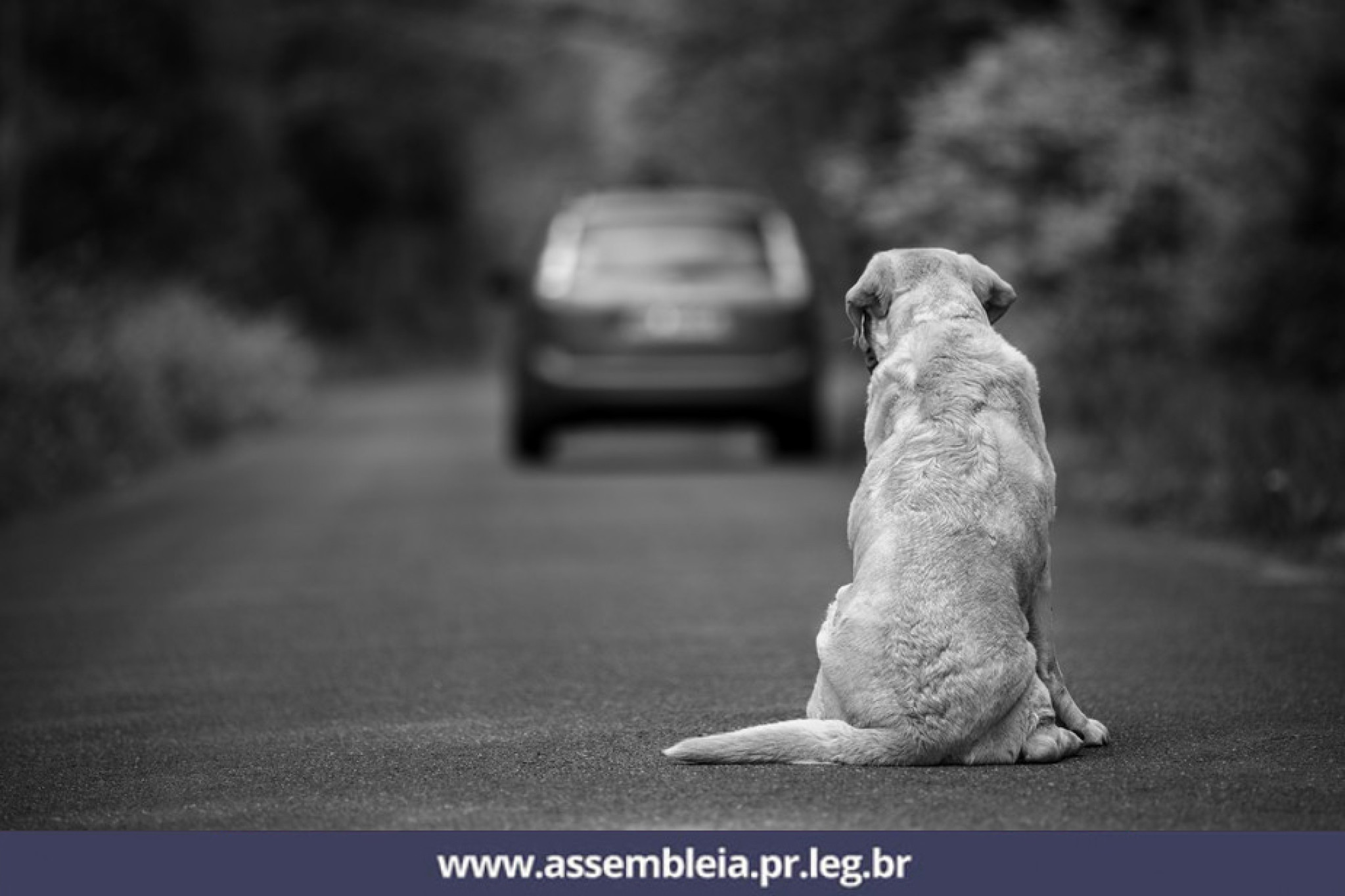 Proteção aos animais é tema recorrente na Assembleia Legislativa