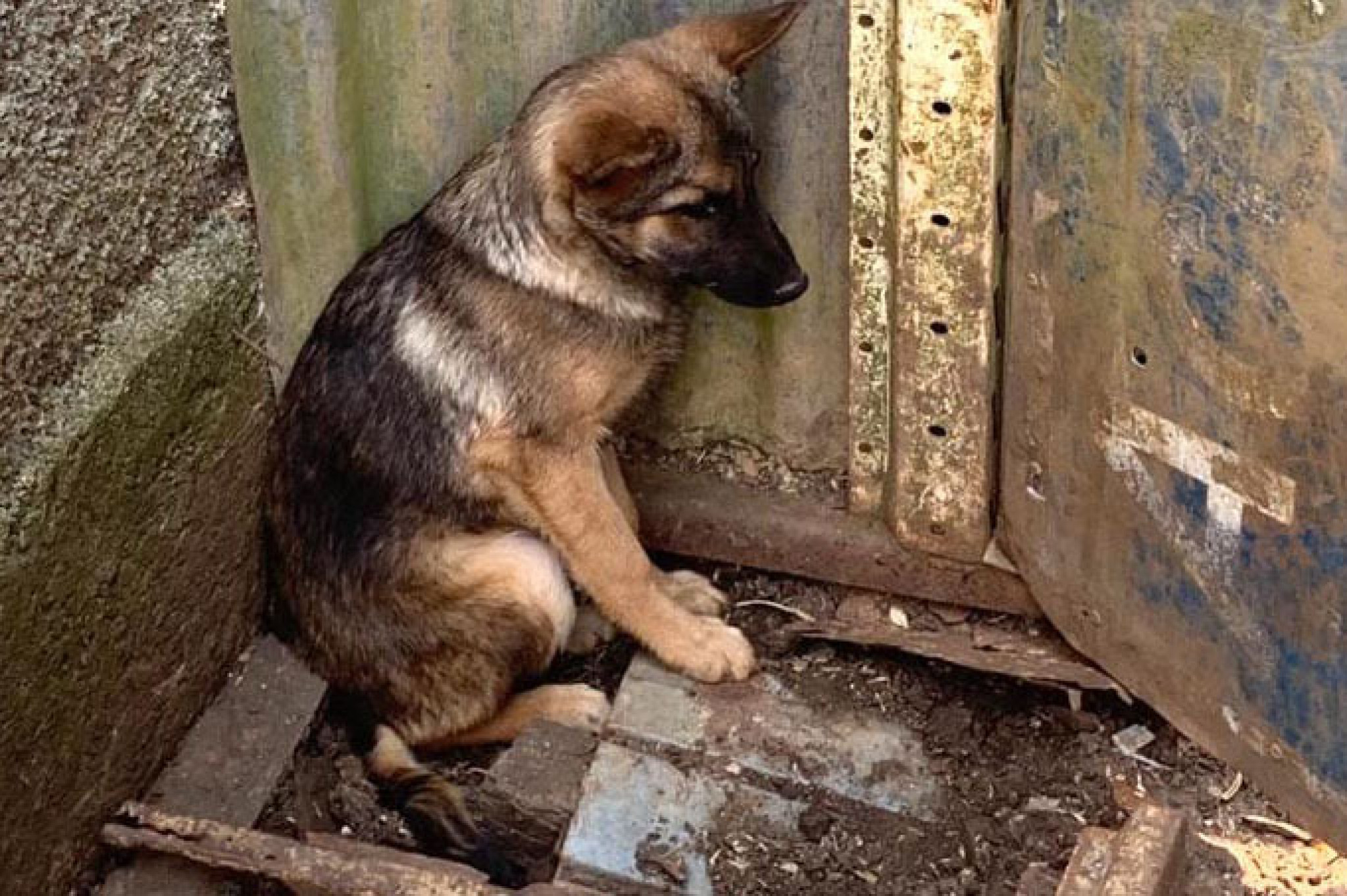 Paraná registra aumento de denúncias de maus-tratos contra animais domésticos em 2021
