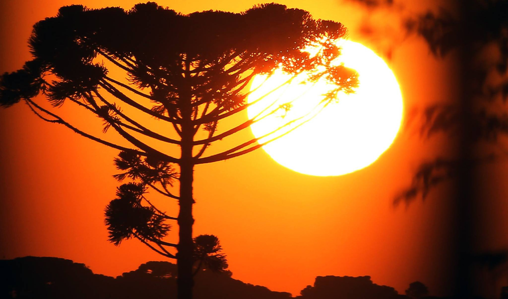 No Dia Nacional da Araucária, Paraná completa cinco anos da lei que permite o manejo sustentável da espécie