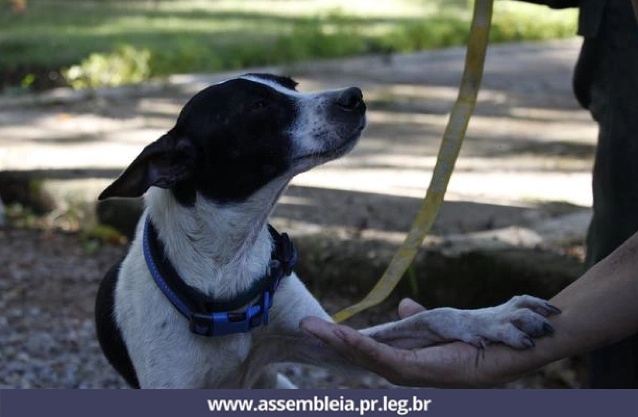Com Títulos de Utilidade Pública, Assembleia beneficia população