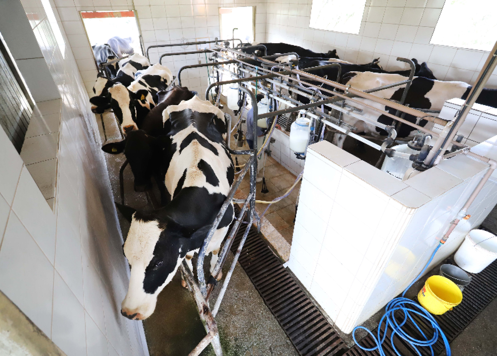 Deputado Professor Lemos (PT) destaca decreto presidencial que fortalece a cadeia produtiva do leite no país