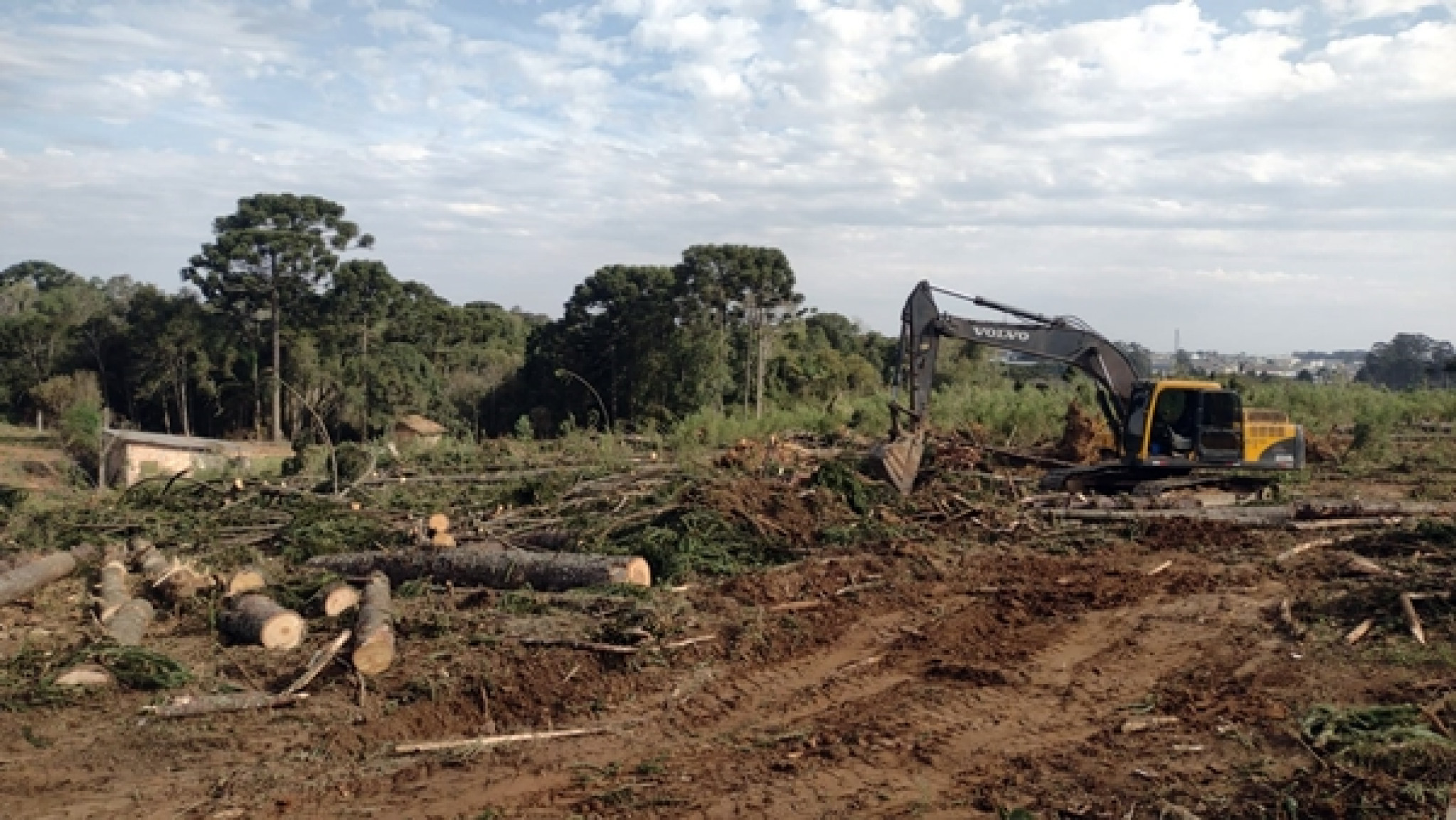 Deputado Goura (PDT) pede ao IAT e ao MP que corte de 232 araucárias em Fazenda Rio Grande seja esclarecido