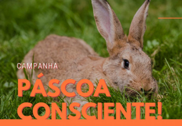 É a hora certa para ter um coelhinho de estimação dentro de casa?