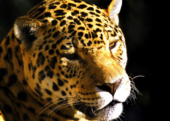 Comissão de Ecologia, Meio Ambiente e Proteção aos Animais promove audiência pública sobre grandes felinos do Paraná